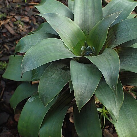 Werauhia marnier-lapostollei unspecified picture