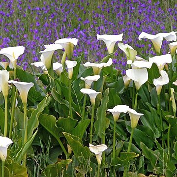 Zantedeschia unspecified picture