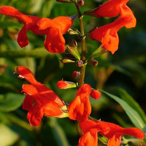 Salvia miniata unspecified picture