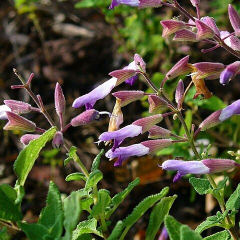 Salvia semiatrata unspecified picture