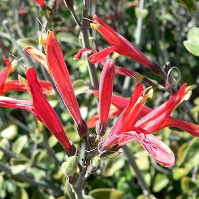 Justicia californica unspecified picture