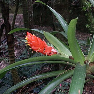 Guzmania berteroniana unspecified picture