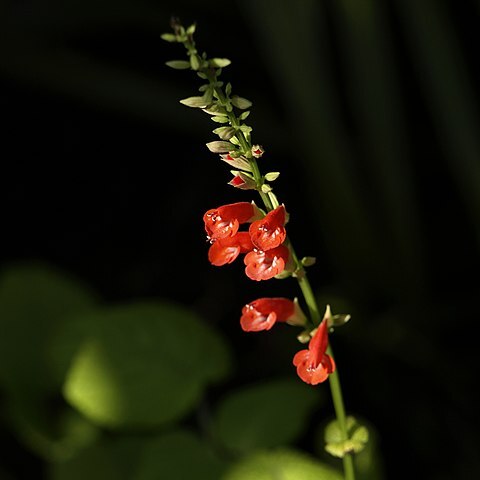 Salvia subrotunda unspecified picture