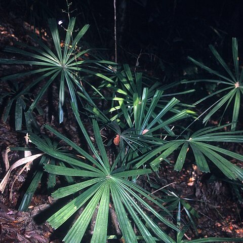 Licuala glabra unspecified picture