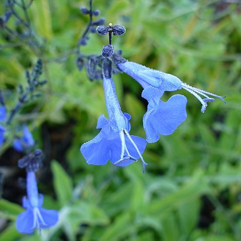 Salvia sagittata unspecified picture