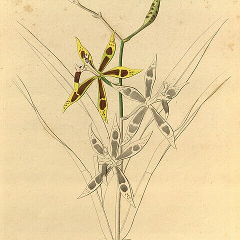 Oncidium epidendroides unspecified picture