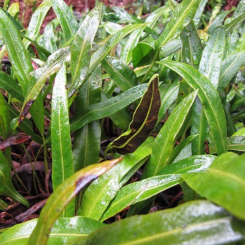 Elaphoglossum wawrae unspecified picture