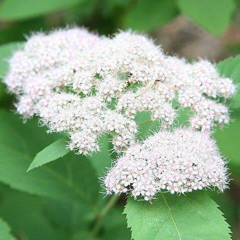 Spiraea fritschiana unspecified picture