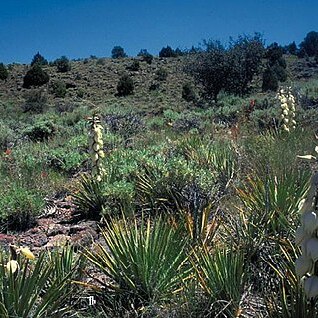 Yucca angustissima var. avia unspecified picture