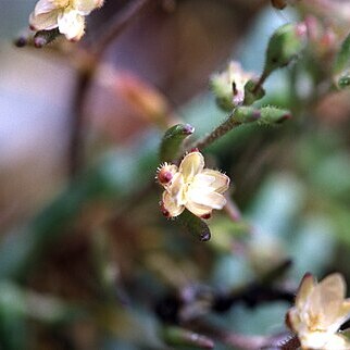 Spergularia canadensis unspecified picture