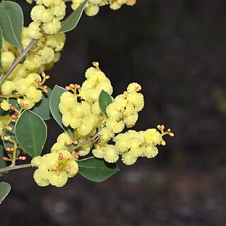 Acacia celastrifolia unspecified picture