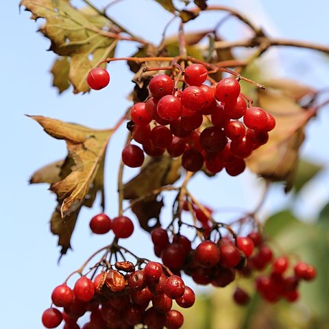 Viburnum opulus subsp. calvescens unspecified picture