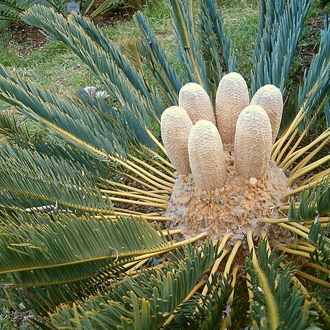 Encephalartos friderici-guilielmi unspecified picture