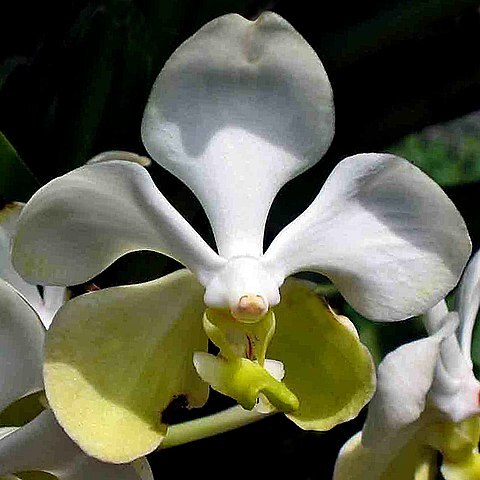 Vanda dearei unspecified picture