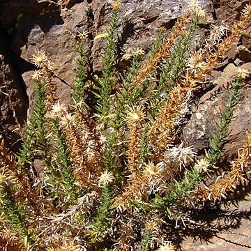 Chaetanthera glandulosa var. gracilis unspecified picture