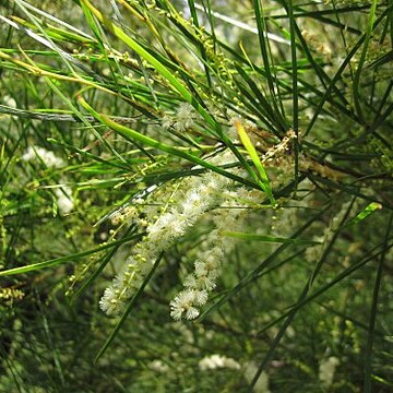 Acacia longissima unspecified picture