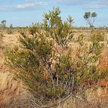 Acacia dictyophleba unspecified picture