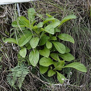 Lobelia leschenaultiana unspecified picture