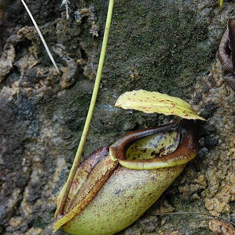 Nepenthes paniculata unspecified picture