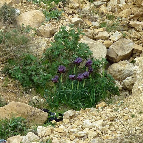 Iris nigricans unspecified picture