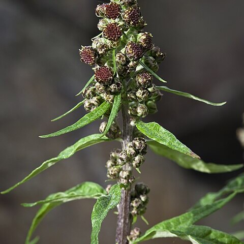 Artemisia tilesii unspecified picture