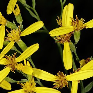 Senecio glaberrimus unspecified picture