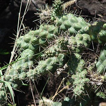 Cylindropuntia cholla unspecified picture