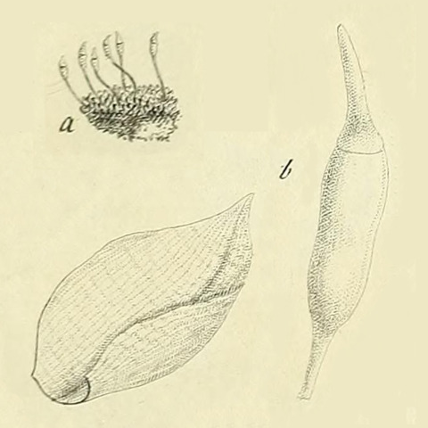 Zygodon forsteri unspecified picture