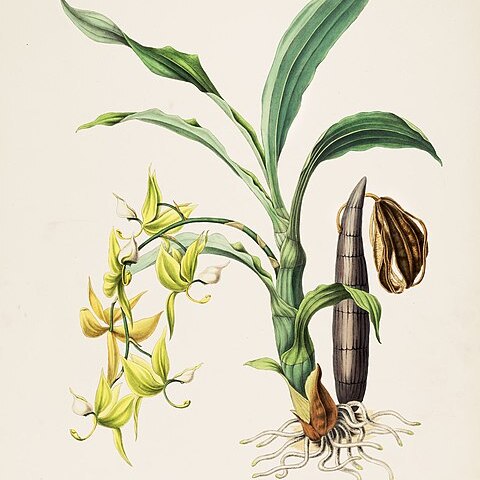 Cycnoches ventricosum unspecified picture