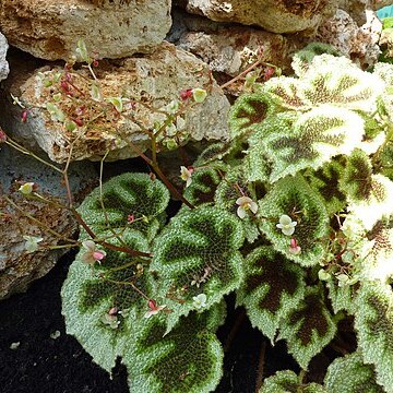 Begonia masoniana unspecified picture