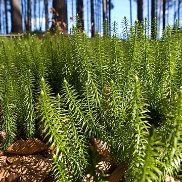 Lycopodium unspecified picture