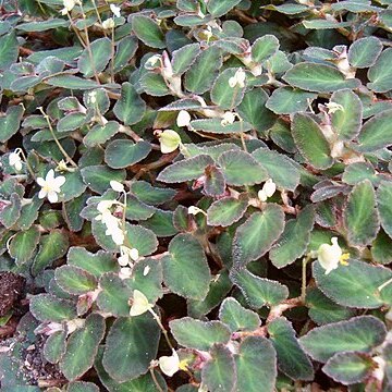 Begonia thelmae unspecified picture