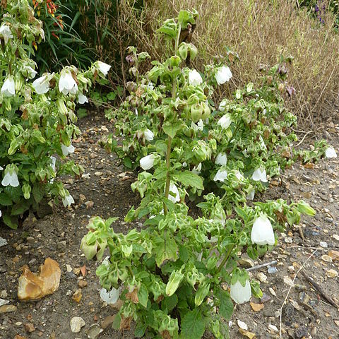 Campanula hofmannii unspecified picture