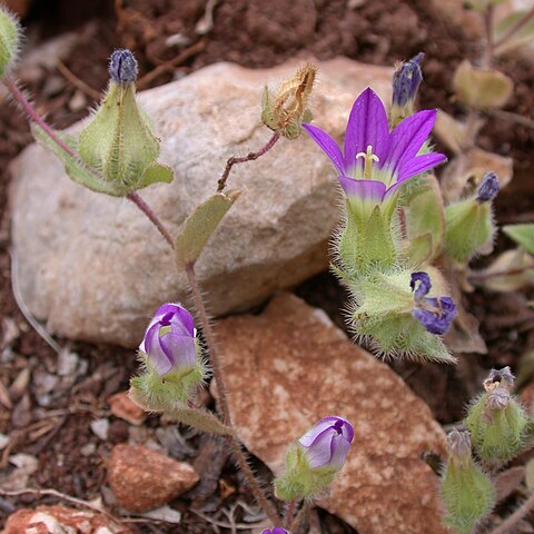 Campanula hierosolymitana unspecified picture