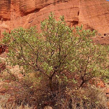 Acacia strongylophylla unspecified picture