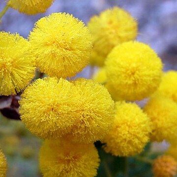 Acacia cremiflora unspecified picture