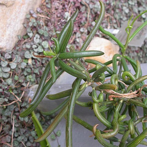 Senecio antandroi unspecified picture