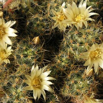 Mammillaria prolifera unspecified picture