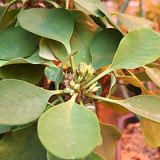 Euphorbia capmanambatoensis unspecified picture