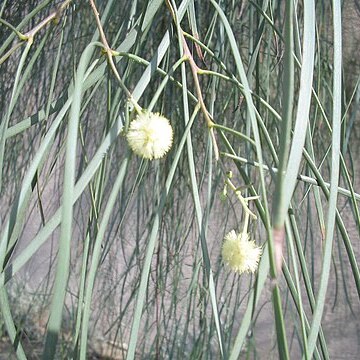 Acacia stenophylla unspecified picture