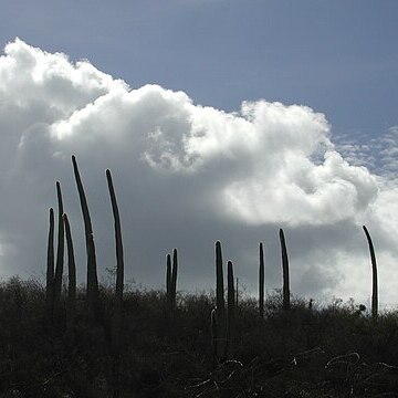 Cephalocereus columna-trajani unspecified picture