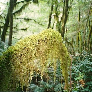 Meteoriaceae unspecified picture