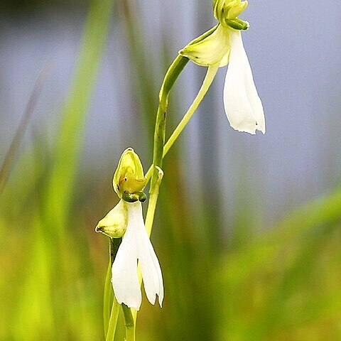 Habenaria longicorniculata unspecified picture