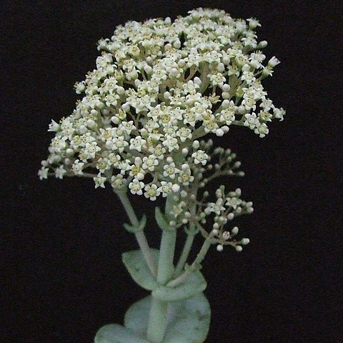 Crassula badspoortensis unspecified picture