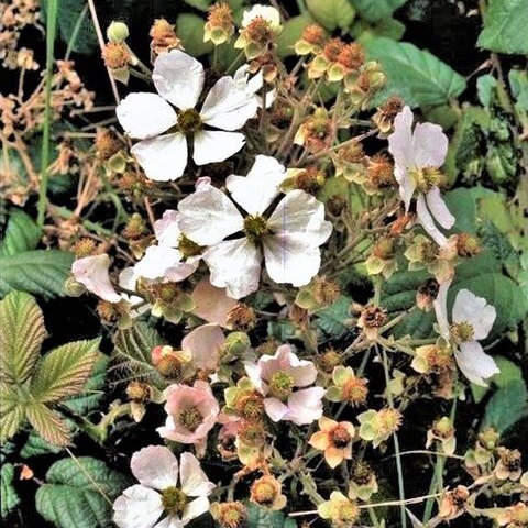 Rubus hochstetterorum unspecified picture