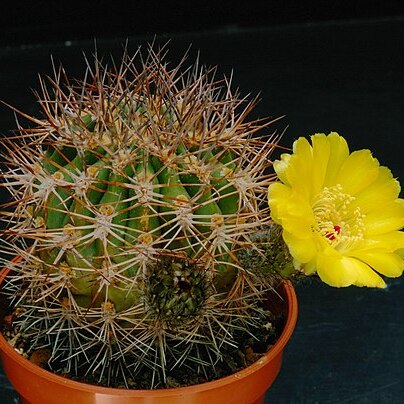 Acanthocalycium thionanthum unspecified picture