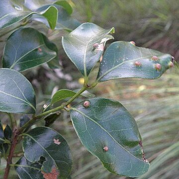 Cryptocarya natalensis unspecified picture