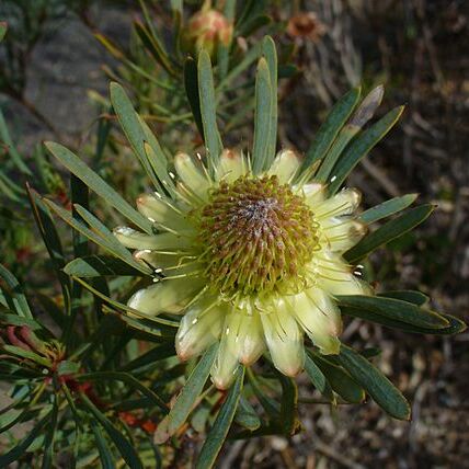 Protea scolymocephala unspecified picture