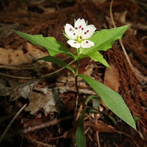 Pseudostellaria heterophylla unspecified picture