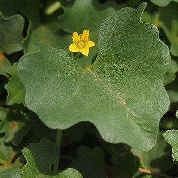 Cucumis maderaspatanus unspecified picture